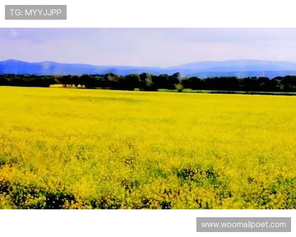 优质BG大游真人登录线路解析，助你轻松畅玩真人游戏